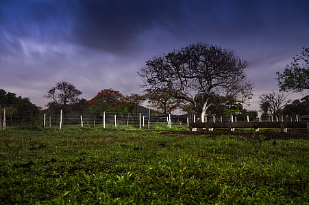 wood, light, dawn, landscape thumbnail