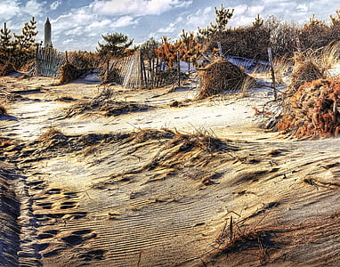 brown dry leaf trees and grass on sand at daytime thumbnail
