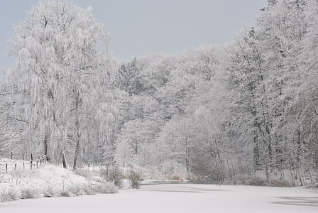 snow covered trees thumbnail