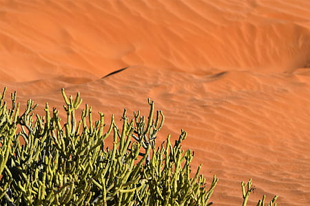 green plants on desert thumbnail