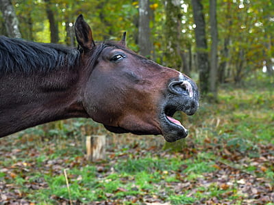 brown horse during daytime thumbnail