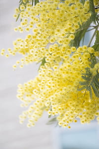 closeup photo of yellow petaled flowers thumbnail