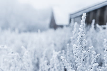 selective focus photography of white plant thumbnail