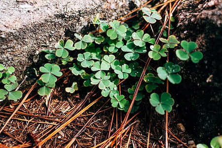 nature, leaves, plants, drops thumbnail