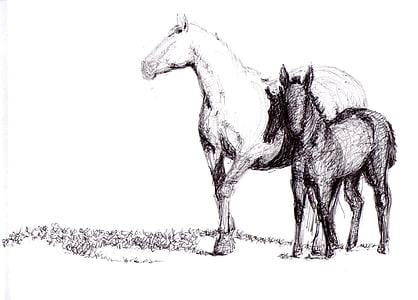 two horses illustration thumbnail