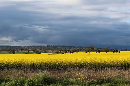 Photography of Flower Field Under Cloudy Sky thumbnail