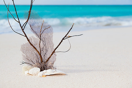 close up photography of brown twig on white sand beside sea during daytime thumbnail