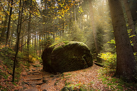 brown rock surrounded with tall trees during daytime thumbnail