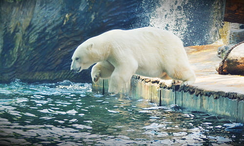 polar bear submerging to water thumbnail