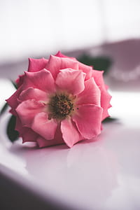 closeup photo of pink petaled flower thumbnail