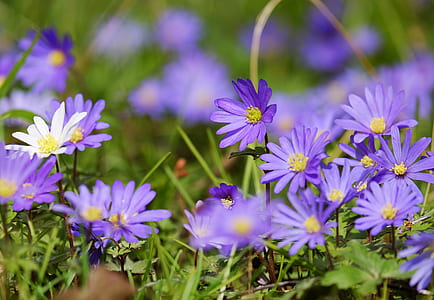 shallow focus photo of purple flowers thumbnail