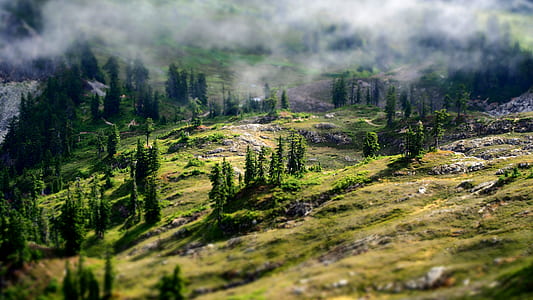 Aerial Photography of Green Forest thumbnail