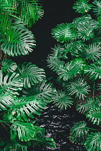 close shot of green plants thumbnail