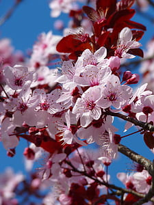 selective focus photography of pink cherryblossoms flowers thumbnail