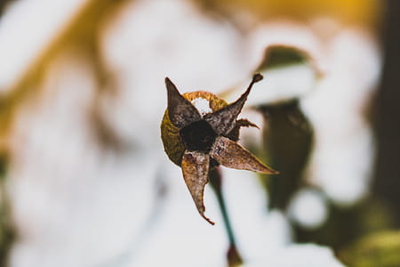 Macro Photography of Brown Withered Petaled Flower thumbnail