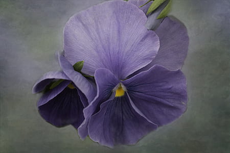 closeup photo of purple petaled flower thumbnail