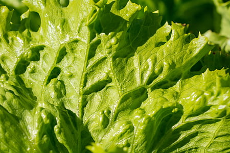 green leafed plant thumbnail