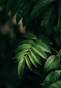 selective focus photography of green linear leafed plant thumbnail