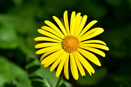 yellow Calendula flower macro photography thumbnail