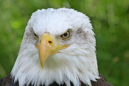 American bald eagle on green background thumbnail