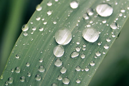 dew of water on green leaf thumbnail