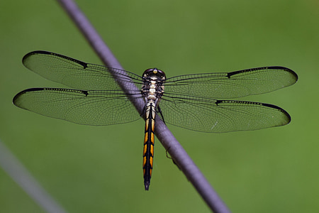 close-up photography of black and yellow dragonfly thumbnail