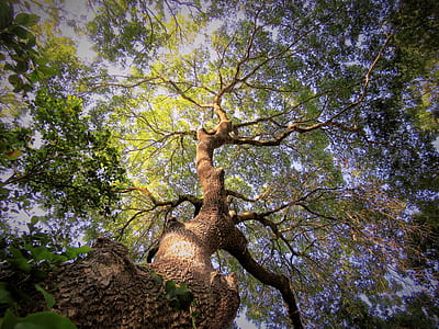 worm's-eye view photography of tree under blue sky thumbnail