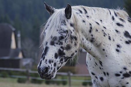 white and gray horse at daytime thumbnail