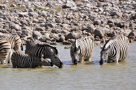 zebra drinking water near gray stones thumbnail