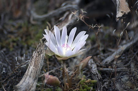 white petaled flower plant on ground thumbnail