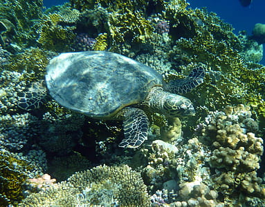 sea turtle, diving, underwater, sea, turtle thumbnail