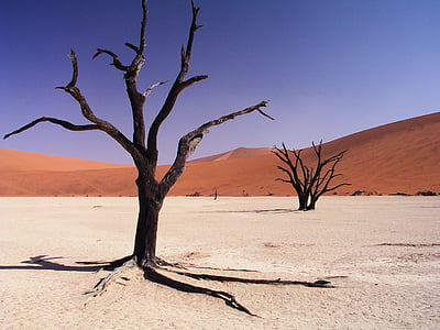 black bare trees on desert under blue sky at daytime thumbnail
