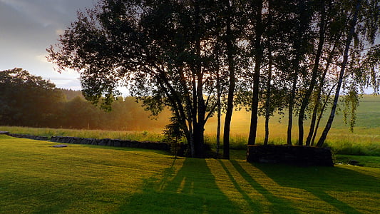 silhouette of trees during daytime thumbnail