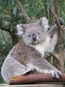 gray koala bear on tree during daytime thumbnail