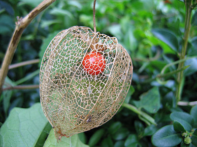 round red fruit thumbnail