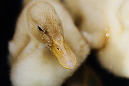 close shot of duckling thumbnail