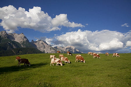 herd of cows during daytime thumbnail