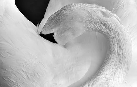 swan, feather, plumage, black and white thumbnail