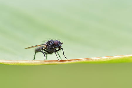 selective focus photography of black fly perched on green leaf thumbnail