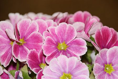 Violet, Colorful Flower thumbnail