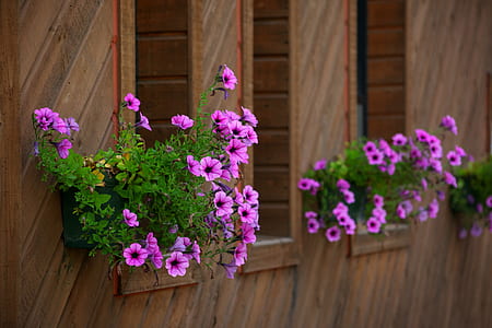 purple petaled flower thumbnail