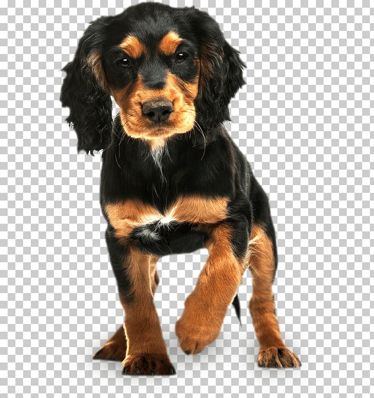 English Cocker Spaniel Rottweiler Puppy English Springer Spaniel