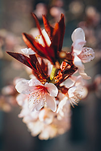 closeup of white cherry blossoms thumbnail