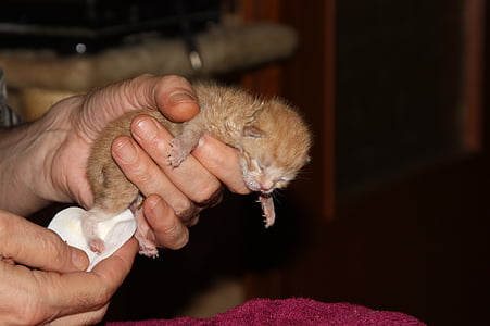 person holding newborn kitten thumbnail