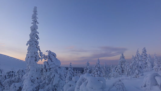 snow covered trees thumbnail
