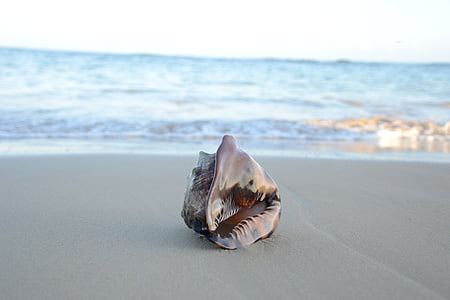 brown conch on seashore thumbnail