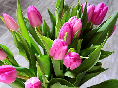 close-up photo of pink tulips thumbnail