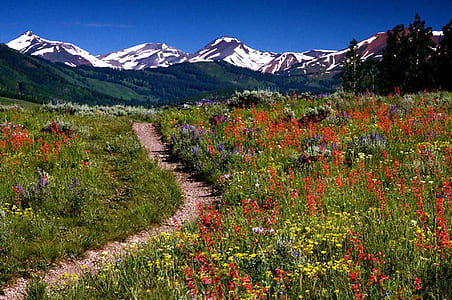 grass field near mountain alps thumbnail
