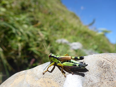 selective focus photography of green and black grasshopper on gray stone thumbnail