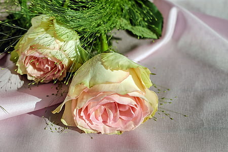 pink rose on white textile thumbnail